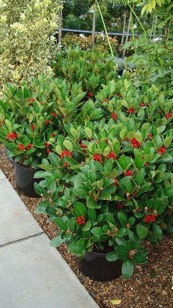 Skimmia Japonica Obsession, Skimmias, UK