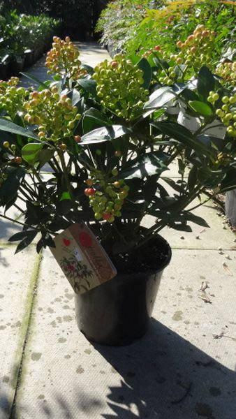 Skimmia Pabella and Shrubs for wildlife - buy from our London garden centre