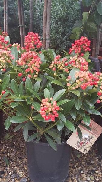 Skimmia Japonica Pabella shrubs to buy online with UK delivery