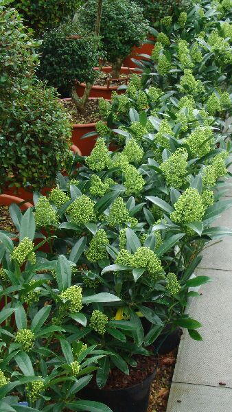 Skimmia Kew Green, London UK