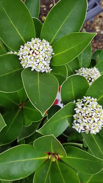 Skimmia Obsession flowering in March, these pretty white flowers will be followed by bright red berries. Buy online UK.