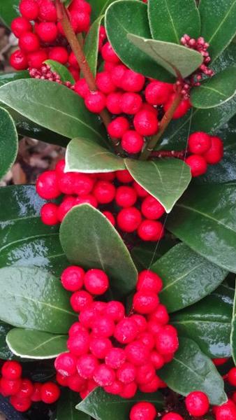 Skimmia Obsession - evergreen shrub with red berries UK