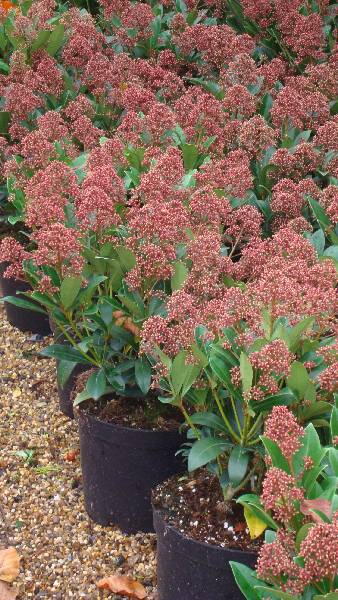 Skimmia Japonica Rubella is  for sale in London and online with nationwide delivery UK