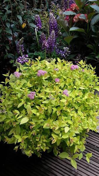 Spiraea Japonica Golden Flame for sale online UK