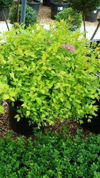 Spirea Golden Flame Shrub, Shrubs UK