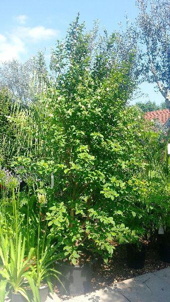 stewartia trees for sale online, flowering trees and shrubs, uk