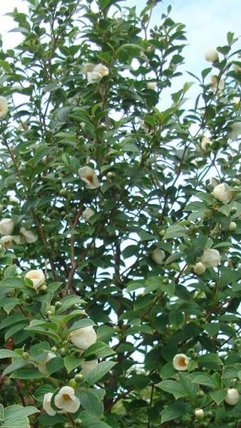 Stewartia Pseudocamellia shrubs for sale UK
