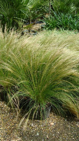 Stipa Tenuissima, Grasses for Sale online UK