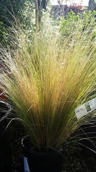 Ornamental feather grass to buy online