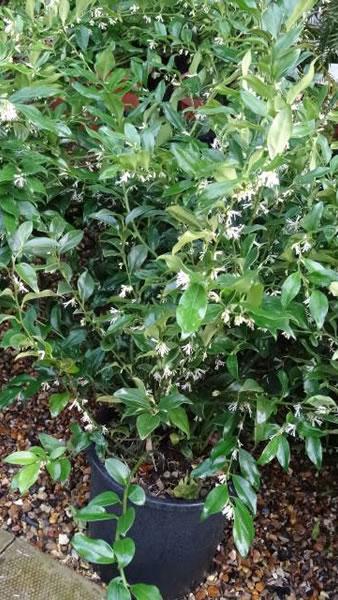Sarcocca Ruscifolia - Christmas box plants for sale UK