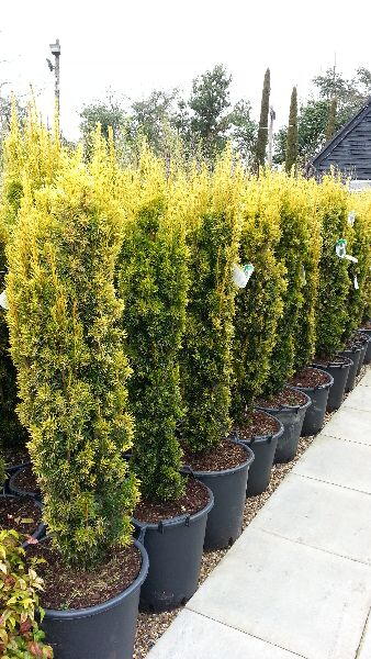 Taxus Bacatta Aurea, Irish Yew