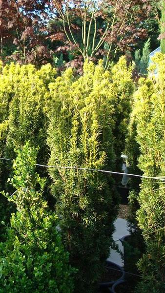 Taxus Bacatta Aurea also known as Irish Yew - for sale UK