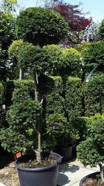 Irish Yew - topiary Pom Pom trees for sale online UK