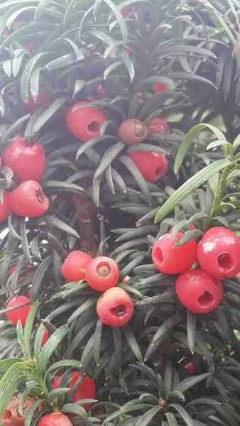 Taxus Baccata Fastigiata - Irish Yew for sale online UK garden centre
