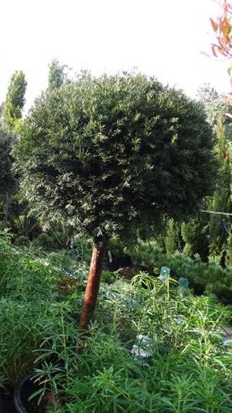 Taxus Baccata, yew tree half standard topiary buy online UK