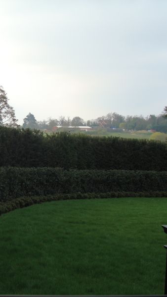 Taxus Hedge, Yew Hedging for sale at Paramount Plants, UK.