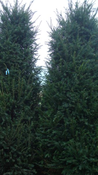 Extra Large Premium Quality Taxus Hedging rootballed 275-300cm height