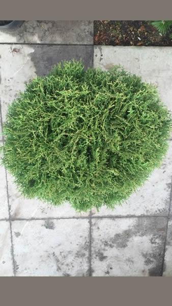 Thuja Occidentalis Danica globe shaped shrub as seen from above, buy online UK