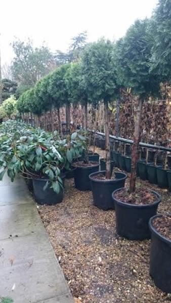 Thuja Smaragd Topiary Trees for sale online at our North London garden centre