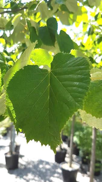 Tilia Tomentosa close up of foliage - silver lime, full standard trees to buy online with UK delivery