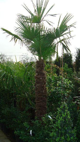 Trachycarpus Waggie (or Wagnerianus)