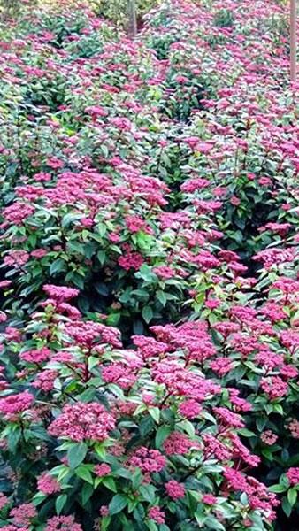 Buy Viburnum Tinus Gwenllian shrubs in UK