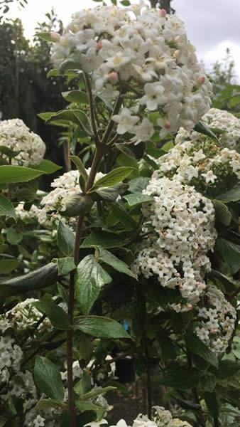 Bushy Viburnum Burkwoodii x Burkwoodii flowering in April, covered in highly scented flowers, buy online with UK delivery.