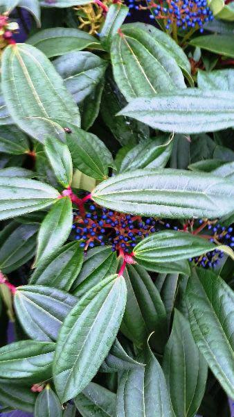 Viburnum Davidii evergreen foliage and blue berries in Autumn, buy online with UK delivery.