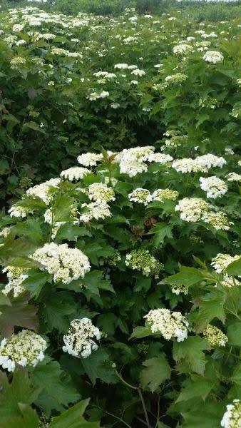 Viburnum Opulus Compactum shrubs for sale at our London plant centre, buy online with UK delivery.
