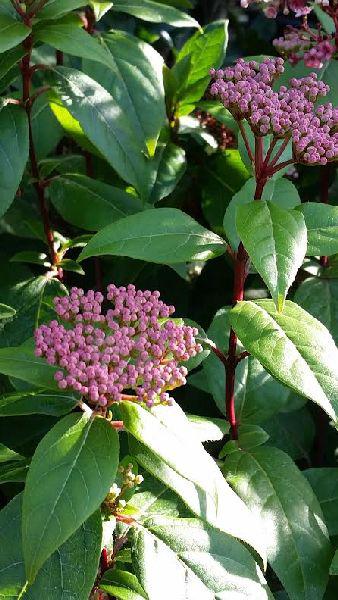 Viburnum Tinus Flower Buds, Spring, Paramount Plants - for sale at our london garden centre & online.