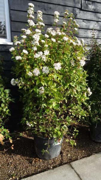 Viburnum Tinus Eve Price shrub in flower - buy online UK delivery