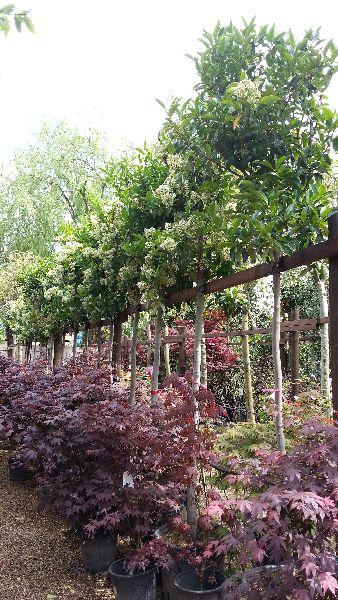 Viburnum Tinus Lucidum full standard trees for sale UK 