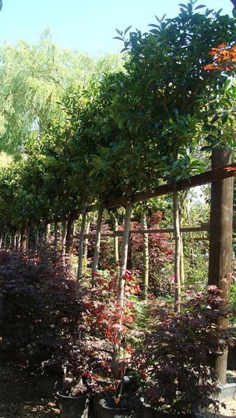 Viburnum Trees for sale online UK delivery.