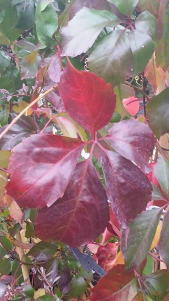 Virginia Creeper Red Wall Troki (as it is commonly known), a striking variety of ivy for sale online UK delivery