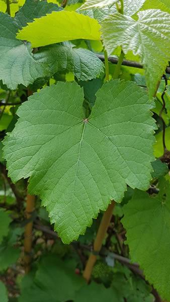 Black grape vine, showing vine leaves, large sized vines grown on a bamboo frame, for sale online with UK and Ireland delivery.