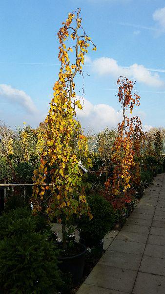 Weeping beech trees to buy online, London UK