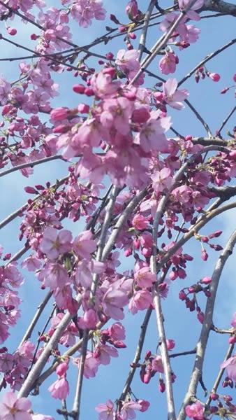 Weeping Pink Cherry Tree Spring Blossom for sale online from our London plant centre, UK