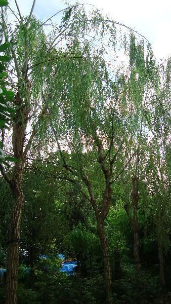 Weeping Willows. Buy Trees and Shrubs