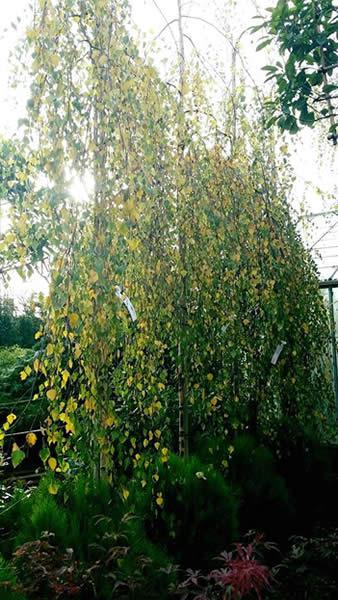 Weeping Silver Birch tree with autumn foliage, for sale London nursery, UK