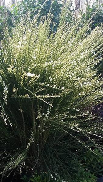 White Broom Shrub flowering - buy online from our UK plant centre