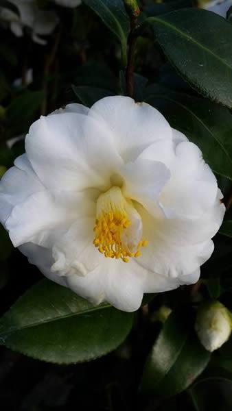 Buy white Camellias online from our specialist nursery UK delivery