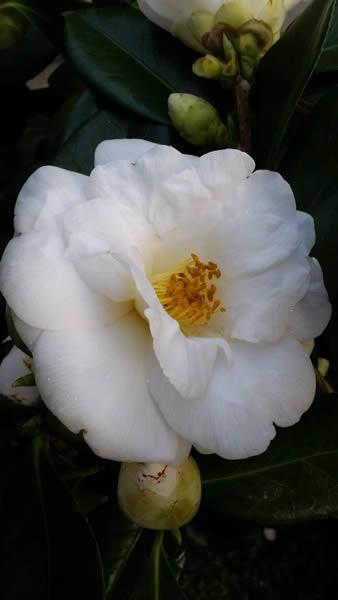 One of the largest white flowering Camellias - buy online UK