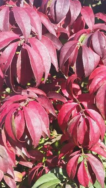 Euonymus Alatus Compactus close up of autumn leaves, buy online London UK