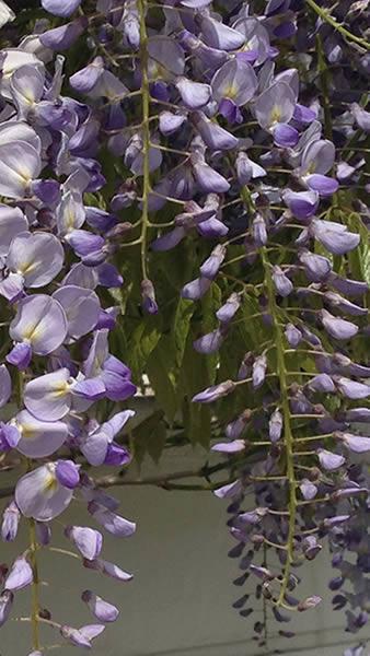 Purple Wisteria in flower, for sale online at our UK plant centre