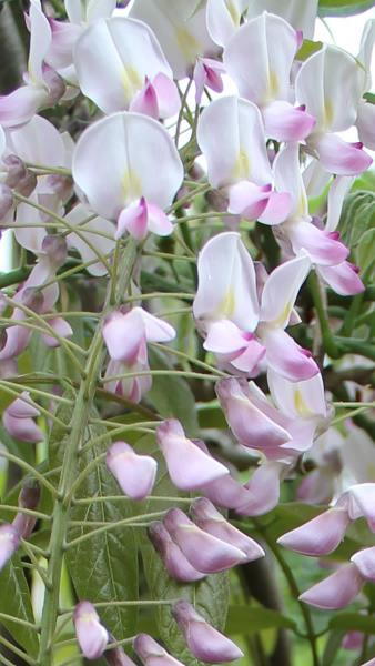 Wisteria Floribunda Honbeni Rosea, Pink Ice to buy online, London UK