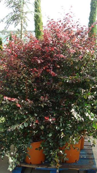 Rare bushy Loropetalum for sale online UK