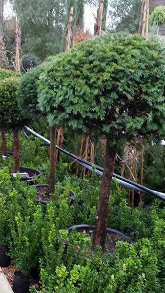 Yew tree topiary half standard shaped trees for sale online at our London garden centre, UK