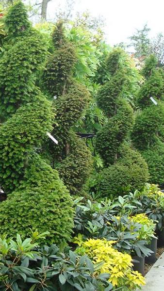 Spiral topiary Yew Trees for sale UK