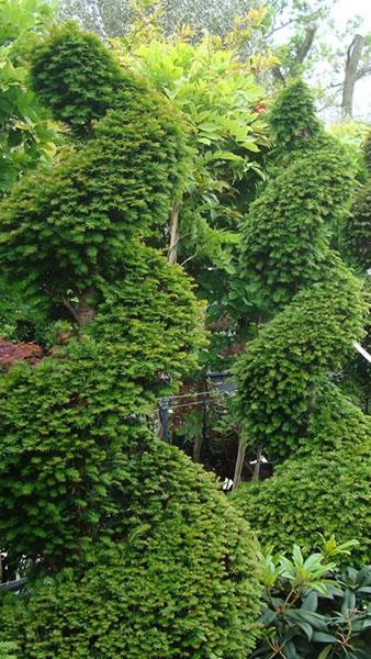 Taxus Baccata Topiary Spirals - Yew Spiral topiary for sale online UK delivery
