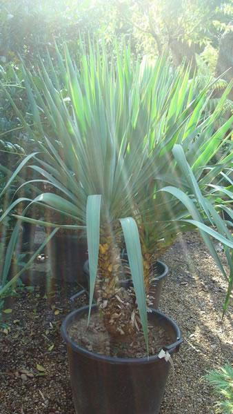 Yucca Gloriosa plants - large specimens for sale London UK